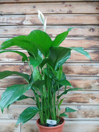Spathiphyllum 'Sweet Lauretta'(ASP) / P21-Easy Garden Centre