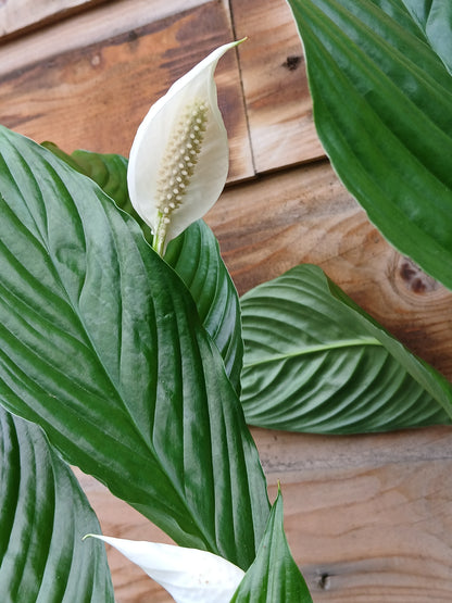 Spathiphyllum 'Vivaldi' / P17-Easy Garden Centre