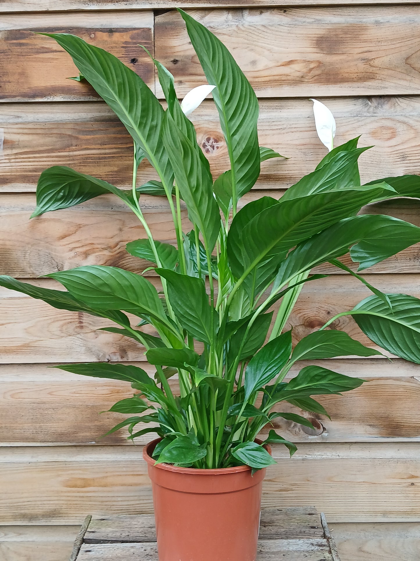 Spathiphyllum 'Vivaldi' / P17-Easy Garden Centre
