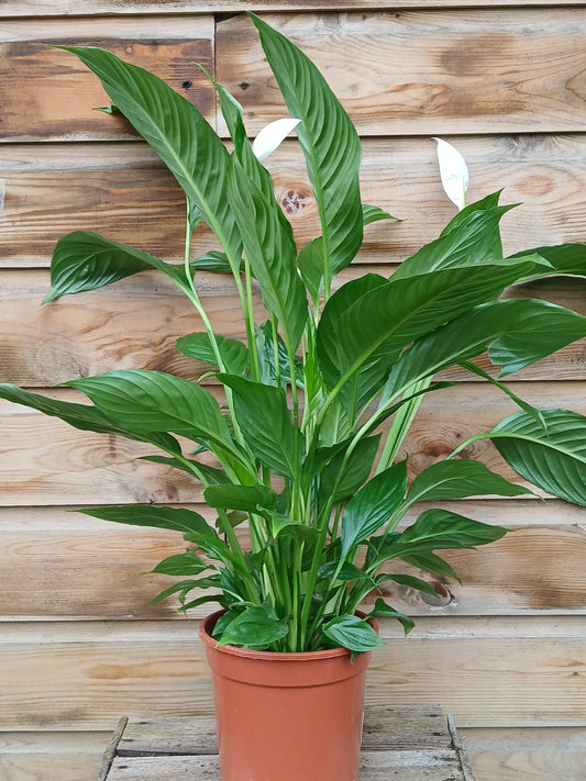 Spathiphyllum 'Vivaldi' / P17-Easy Garden Centre