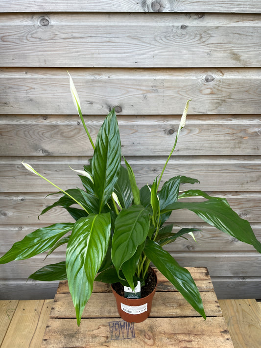 Potted peace lily plant against a wooden wall