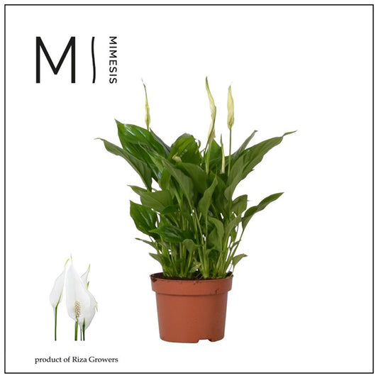 Spathiphyllum 'Chopin' / P10.5
