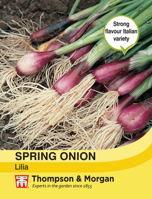 Spring Onion Lilia