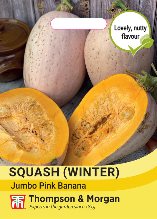 Squash Winter Jumbo Pink Banana