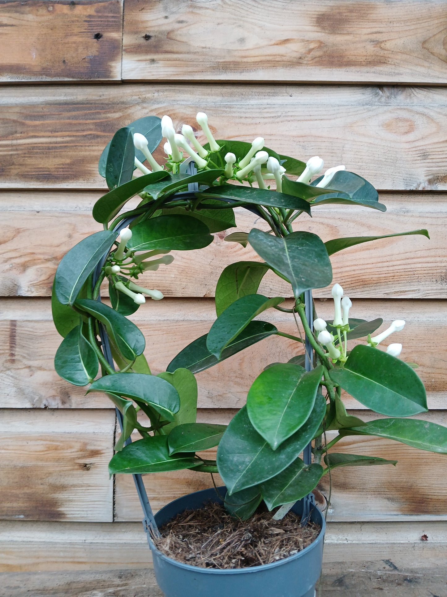 Stephanotis floribunda / P12/ hoop 5-6 flwr.-Easy Garden Centre