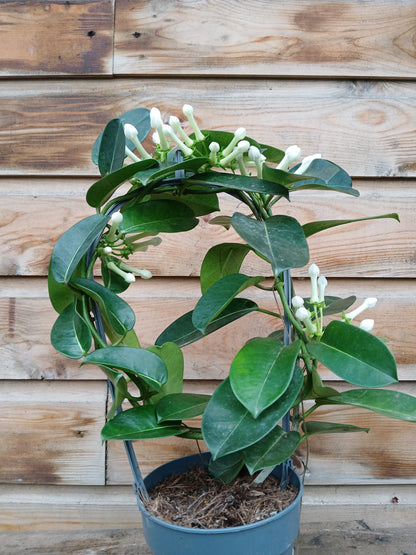 Stephanotis floribunda / P12/ hoop 5-6 flwr.-Easy Garden Centre