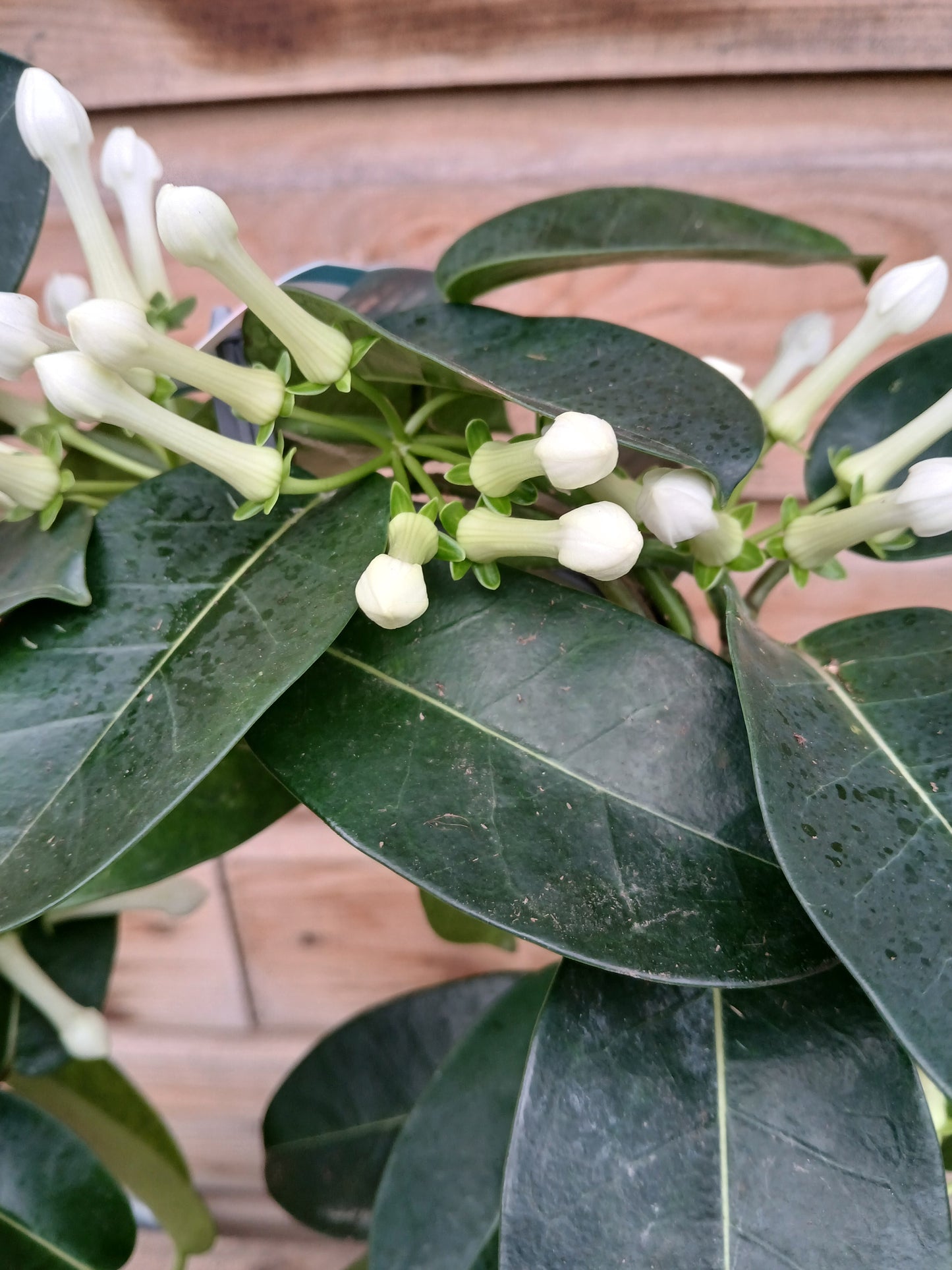 Stephanotis floribunda / P12/ hoop 5-6 flwr.-Easy Garden Centre