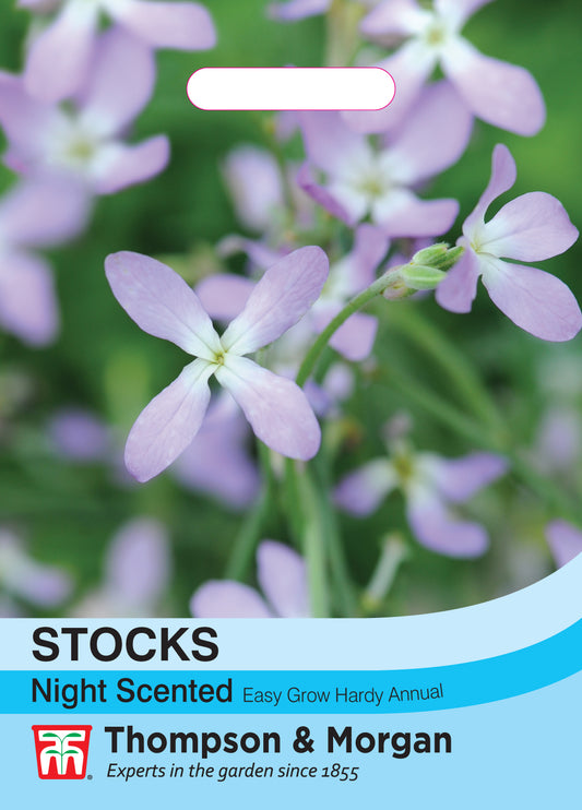 Stocks Night Scented