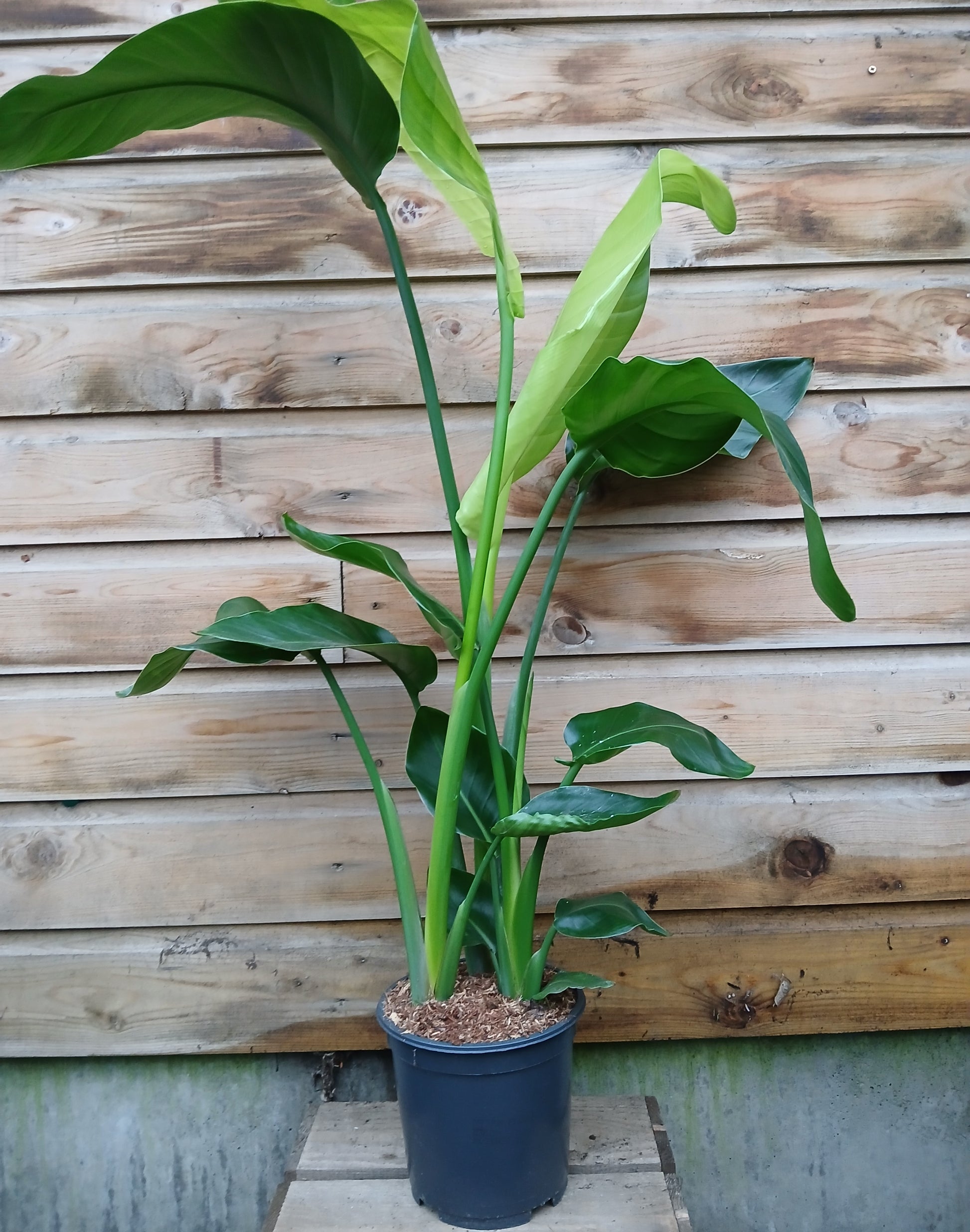 Strelitzia nicolai / P19-Easy Garden Centre