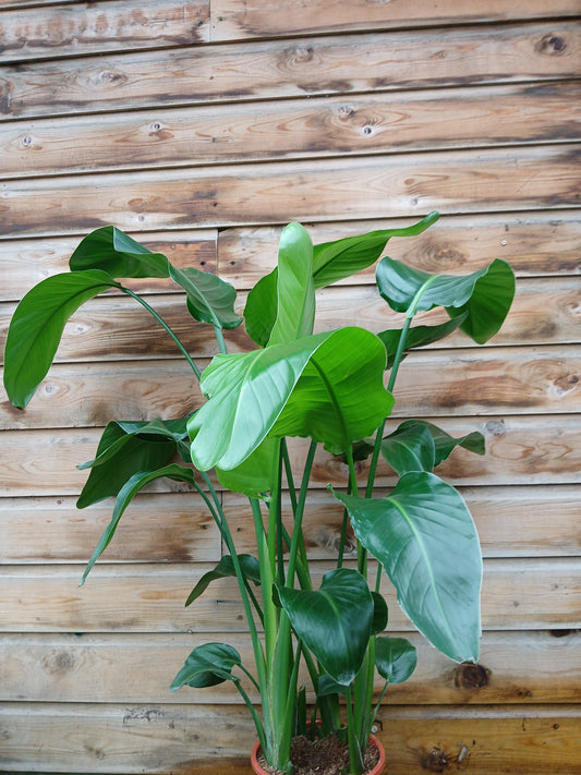 Strelitzia nicolai / P21 / 100 CM-Easy Garden Centre