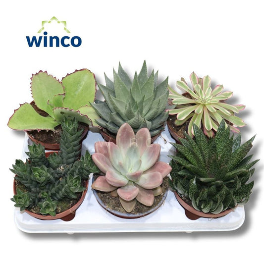 Succulent mix / P8.5-Easy Garden Centre