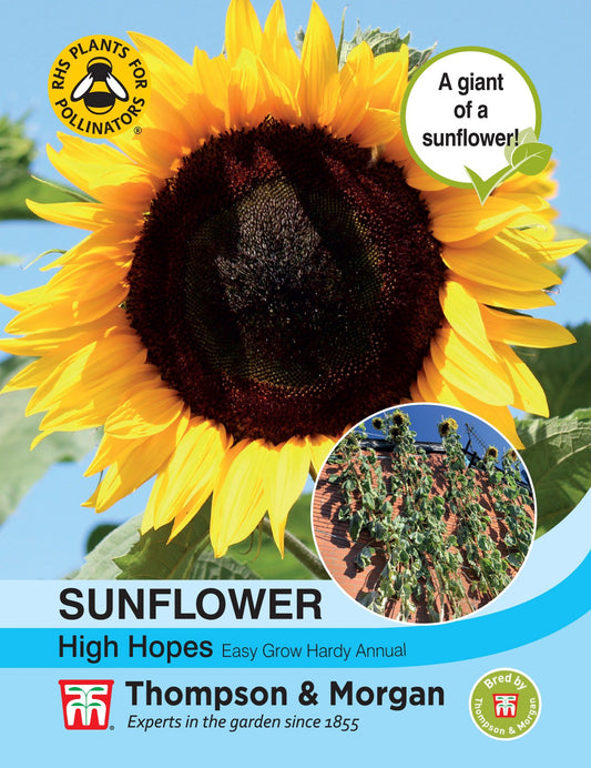 Sunflower High Hopes