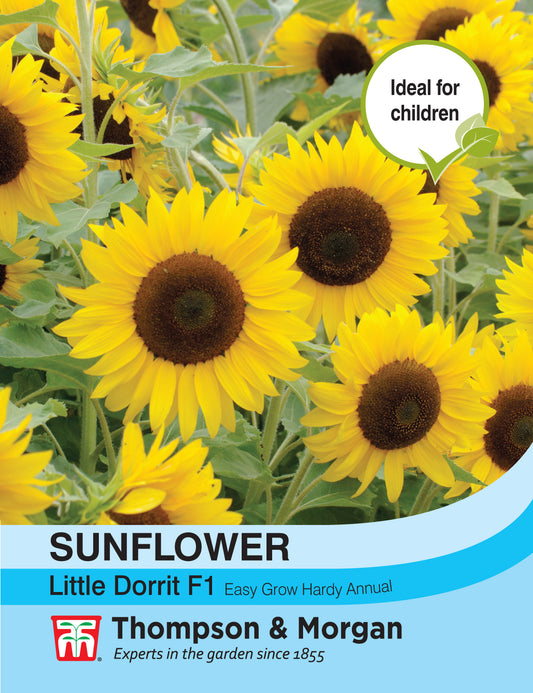 Sunflower Little Dorrit F1 Hybrid