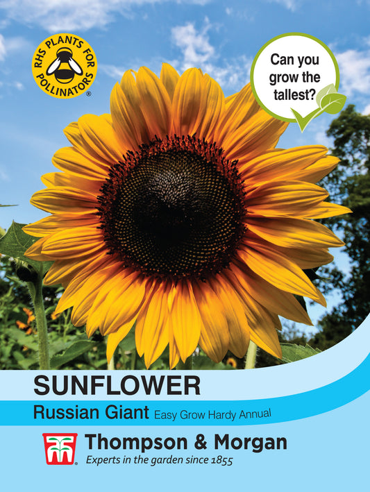 Sunflower Russian Giant