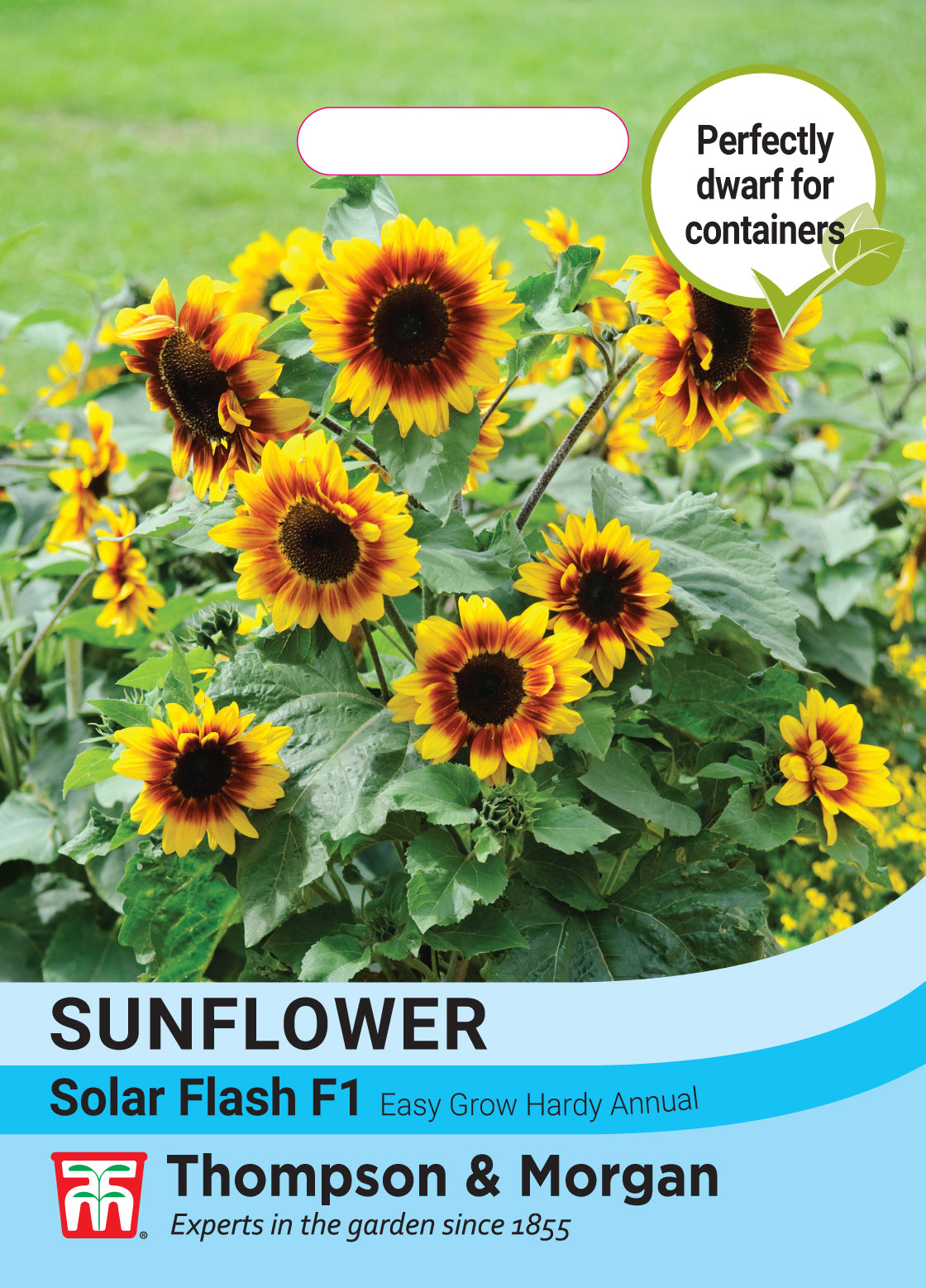 Sunflower Solar Flash F1 Hybrid