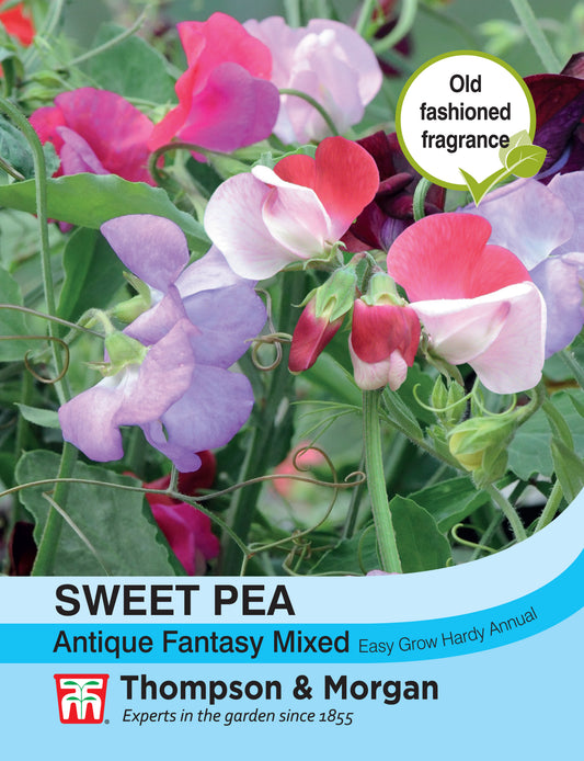 Sweet Pea Antique Fantasy Mixed