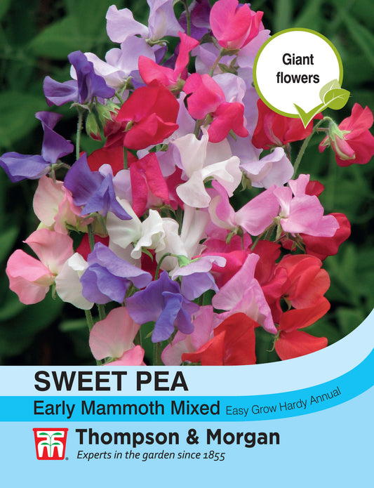 Sweet Pea Early Mammoth Mixed