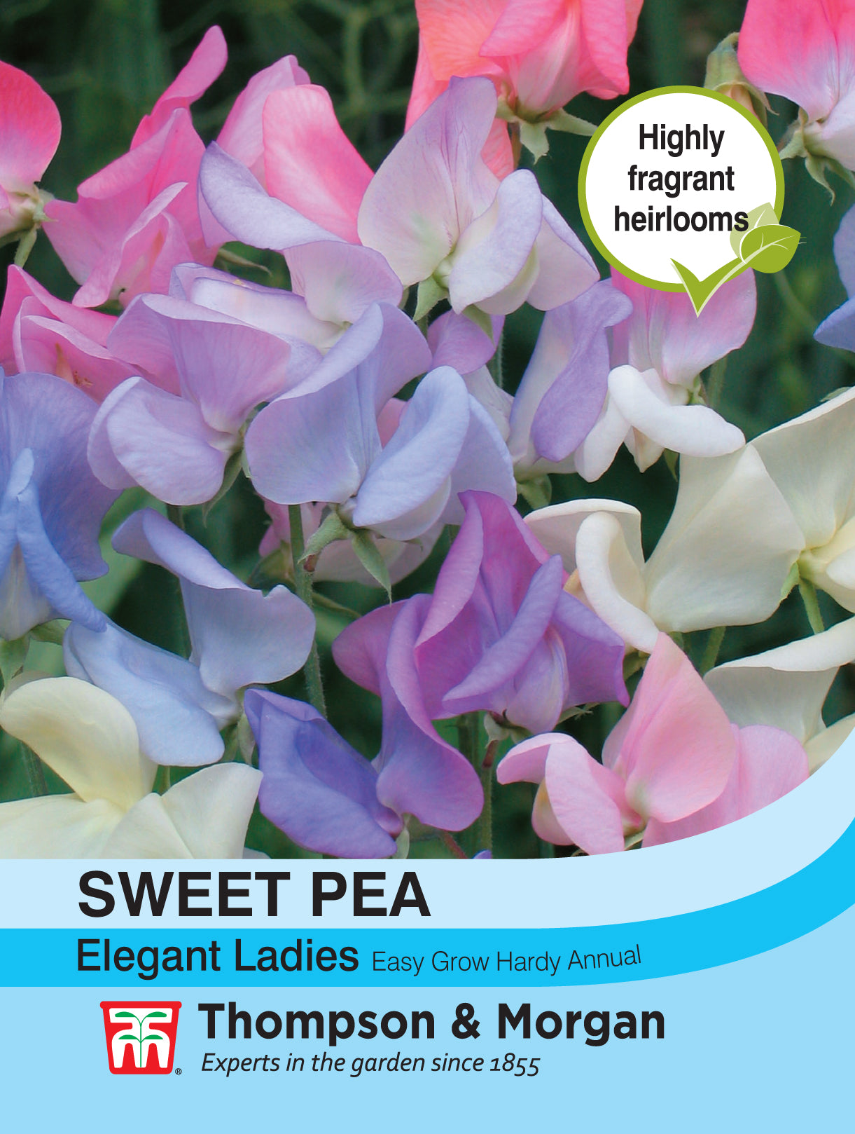 Sweet Pea Elegant Ladies