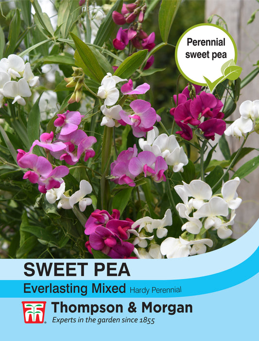 Sweet Pea Everlasting Mixed (Lathyrus)