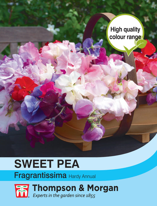 Sweet Pea Fragrantissima