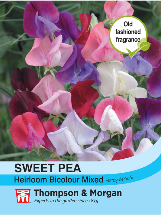 Sweet Pea Heirloom Bicolour Mix