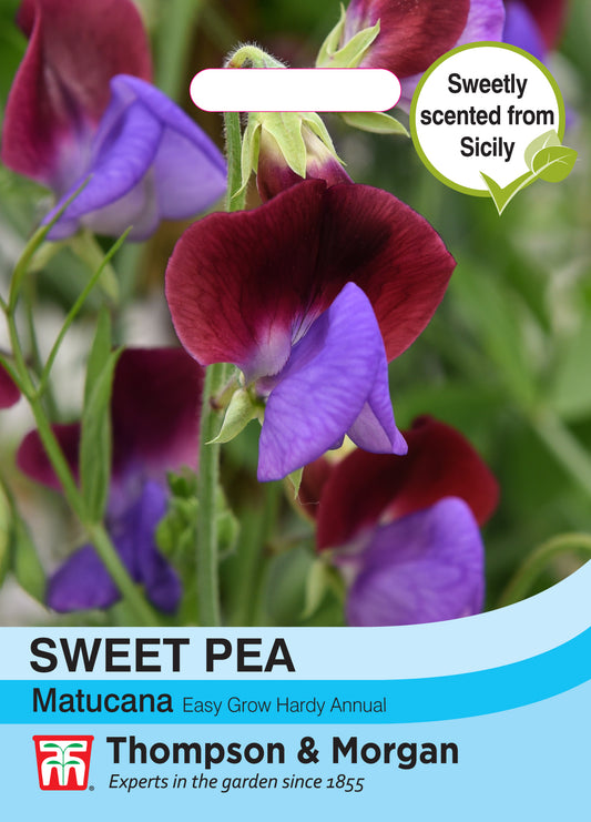 Sweet Pea Matucana