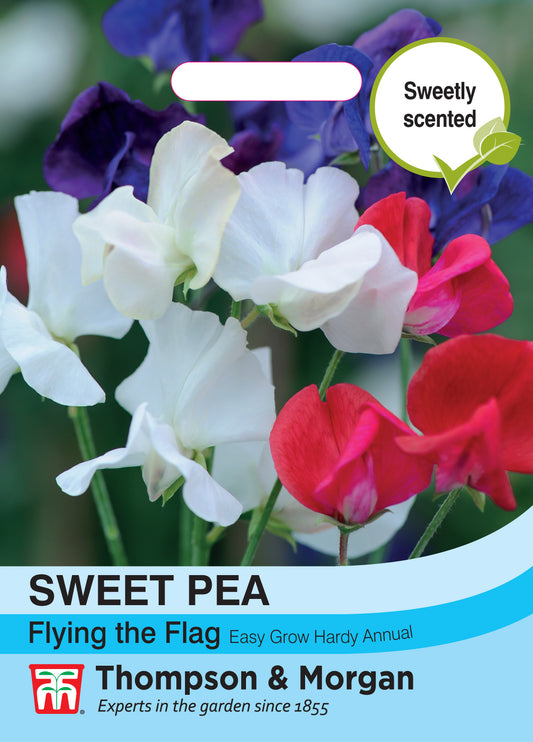 Sweet Pea Tricolor