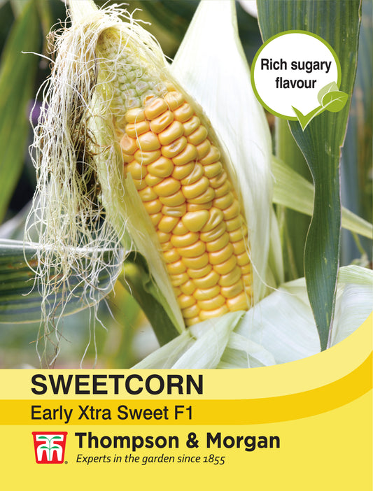 Sweetcorn Early Xtra Sweet F1 Hybrid