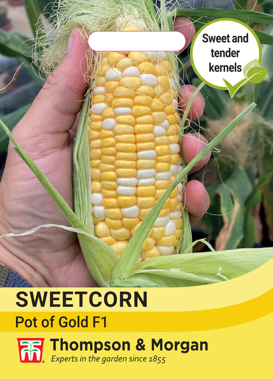 Sweetcorn Pot of Gold F1