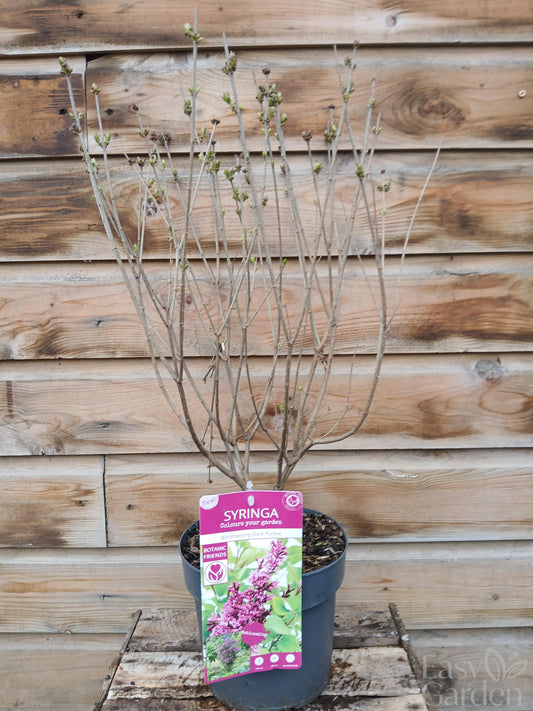 Syringa BloomerangÂ® 'Dark Purple' (PBR) / 3Ltr-Easy Garden Centre