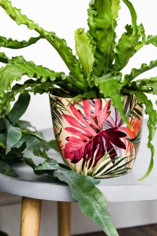 Monza Tropical Fuchsia Planter D13Cm