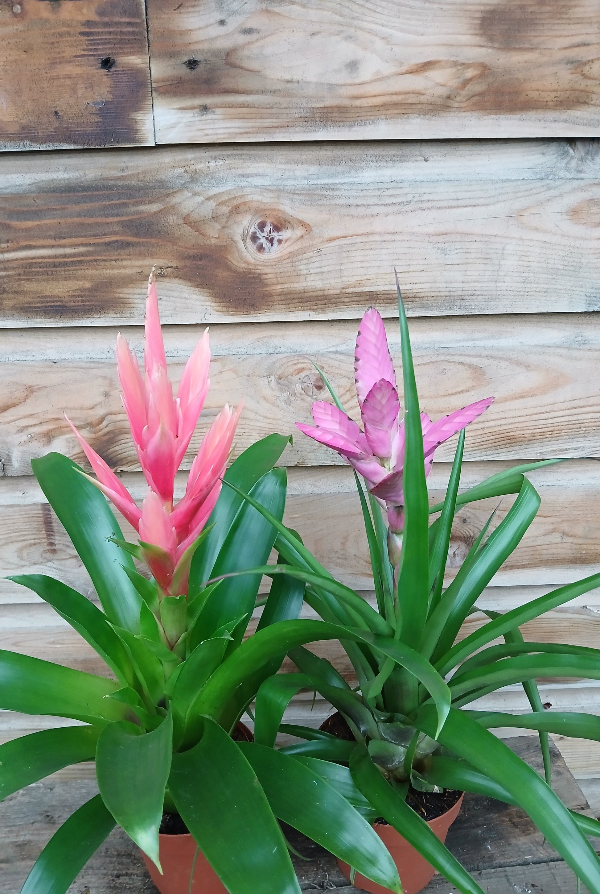 Tillandsia cyanea mix / P12-Easy Garden Centre