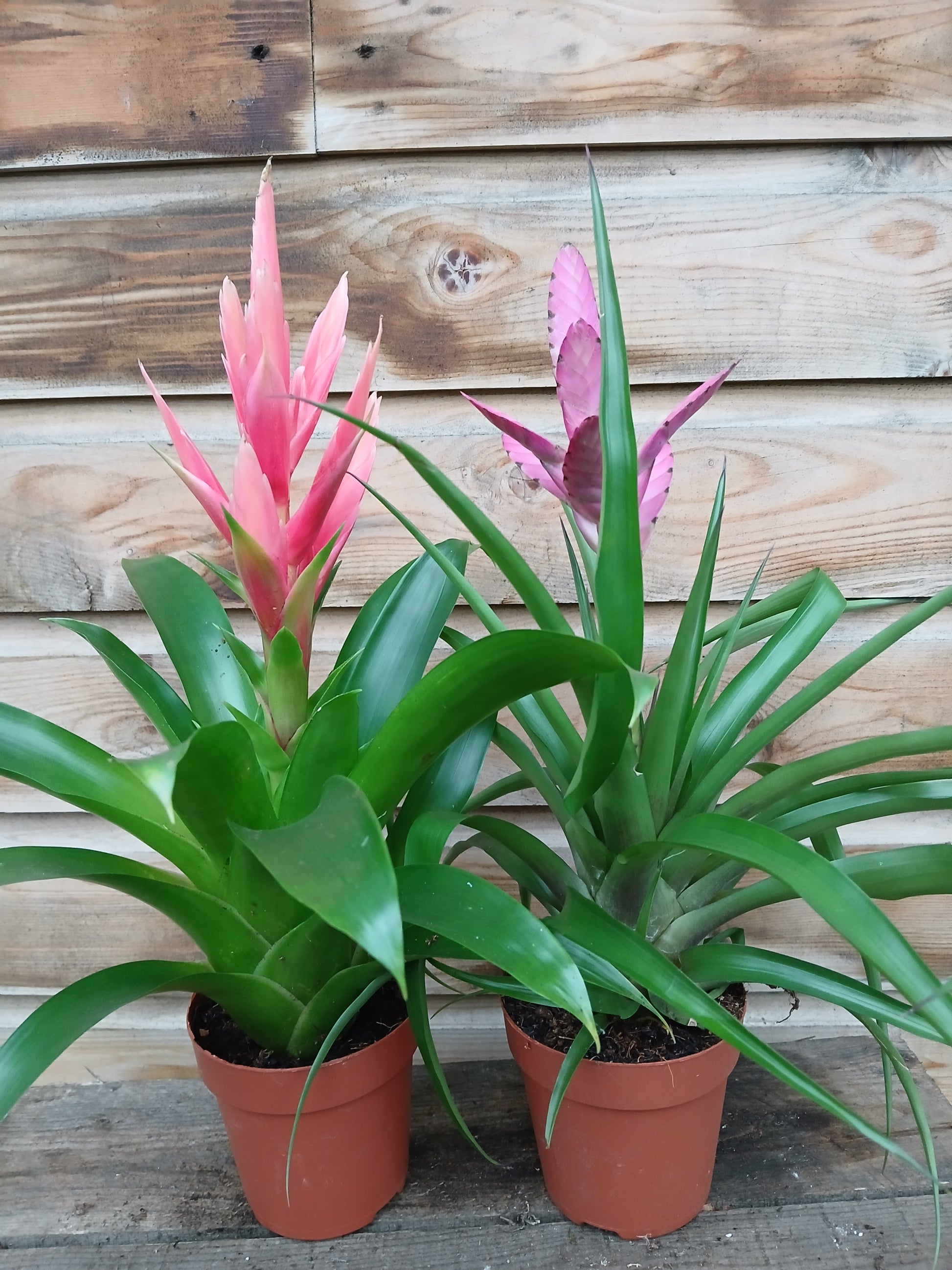 Tillandsia cyanea mix / P12-Easy Garden Centre