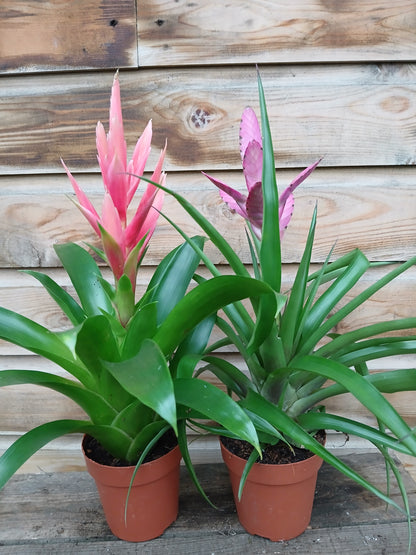 Tillandsia cyanea mix / P12-Easy Garden Centre