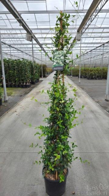 Trachelospermum jasminoides / 20L / 210Cm-Easy Garden Centre