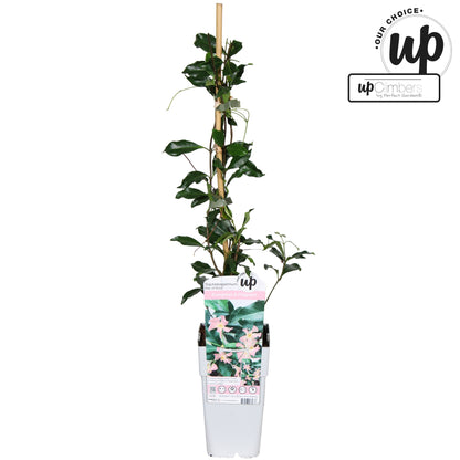 Trachelospermum (Star Jasmine) Star of Ibiza / 1.5ltr 65cm-Easy Garden Centre