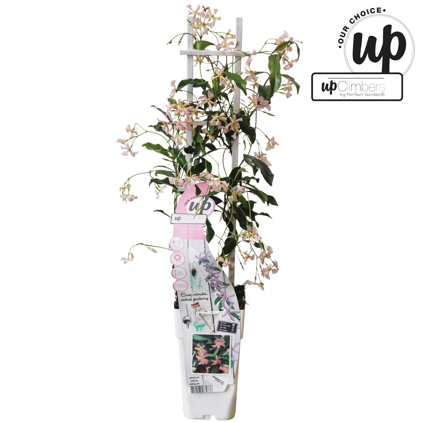 Trachelospermum (Star Jasmine) Star of Ibiza / 1.5ltr 65cm-Easy Garden Centre