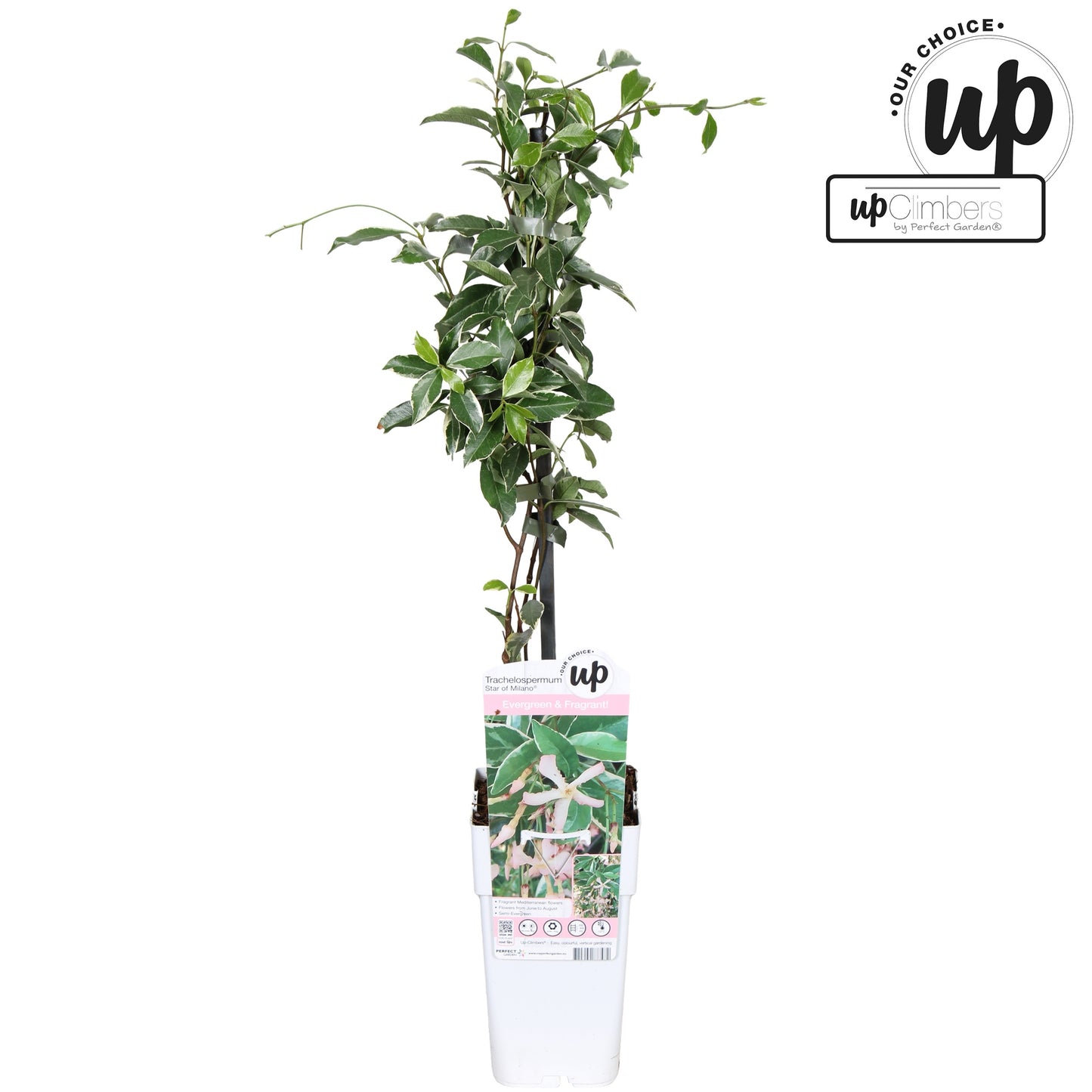 Trachelospermum Star of Milano (Star Jasmine) / 1.5ltr 65cm-Easy Garden Centre