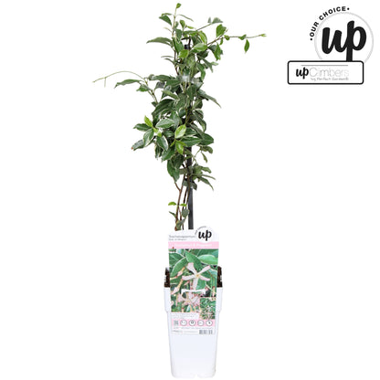 Trachelospermum Star of Milano (Star Jasmine) / 1.5ltr 65cm-Easy Garden Centre