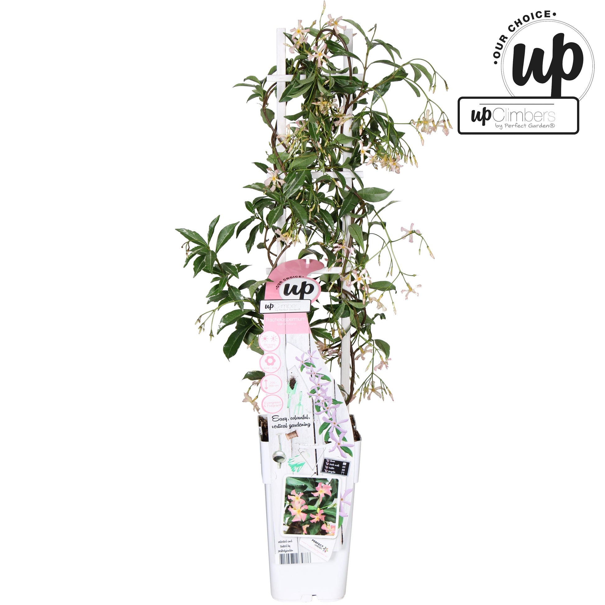 Trachelospermum Star of Milano (Star Jasmine) / 1.5ltr 65cm-Easy Garden Centre