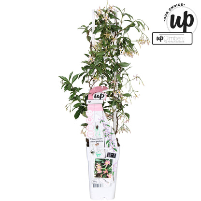 Trachelospermum Star of Milano (Star Jasmine) / 1.5ltr 65cm-Easy Garden Centre