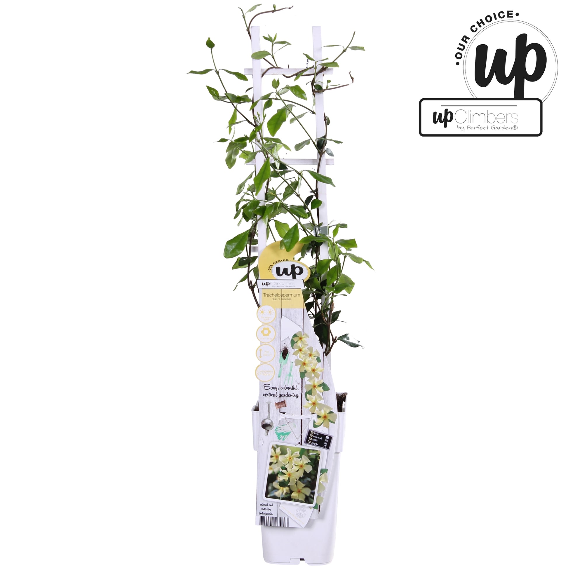 Trachelospermum Star of Toscana (Star Jasmine) / 1.5ltr 65cm-Easy Garden Centre