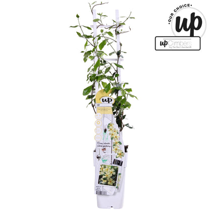 Trachelospermum Star of Toscana (Star Jasmine) / 1.5ltr 65cm-Easy Garden Centre