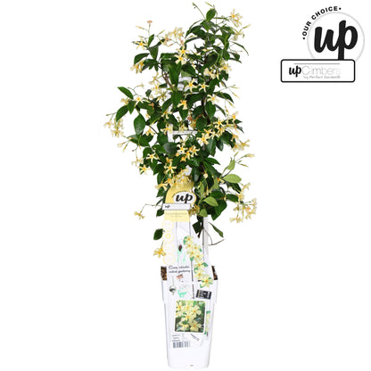 Trachelospermum Star of Toscana (Star Jasmine) / 1.5ltr 65cm-Easy Garden Centre