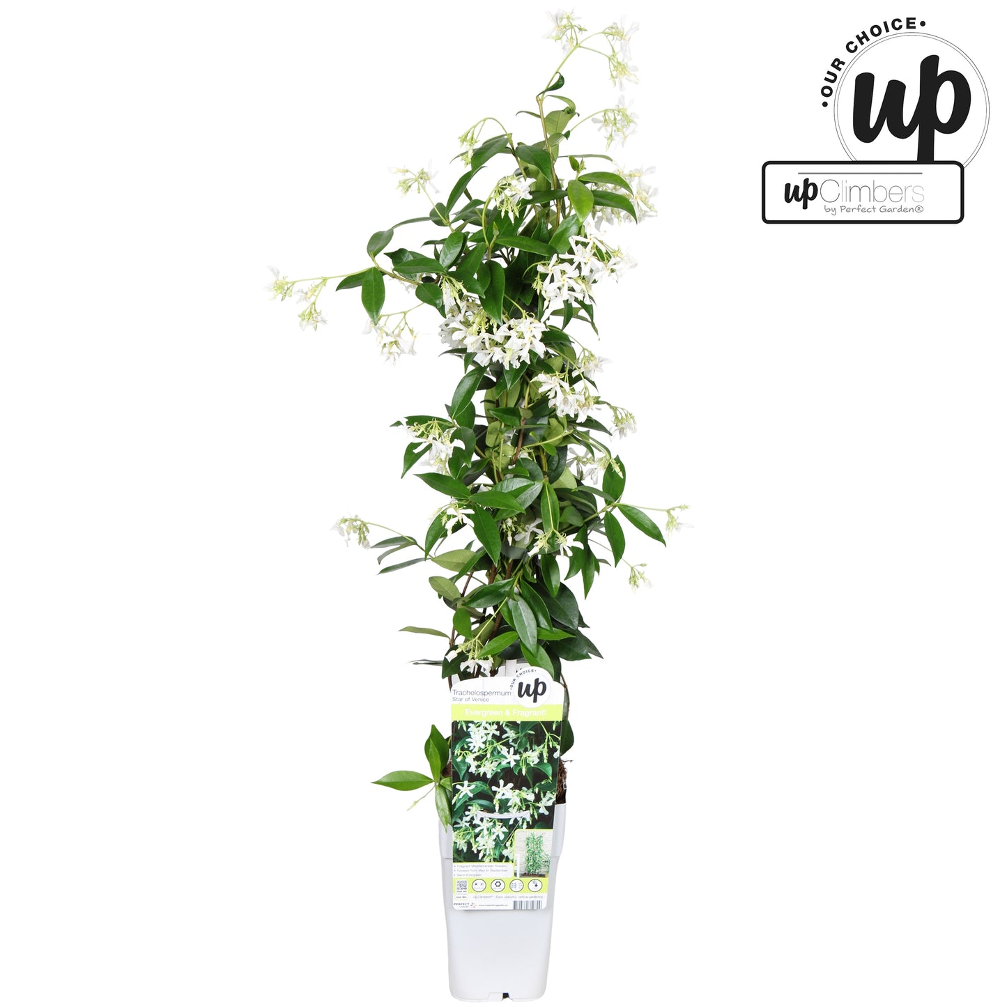 Trachelospermum Star of Venice (Star Jasmine) / 1.5ltr 65cm-Easy Garden Centre