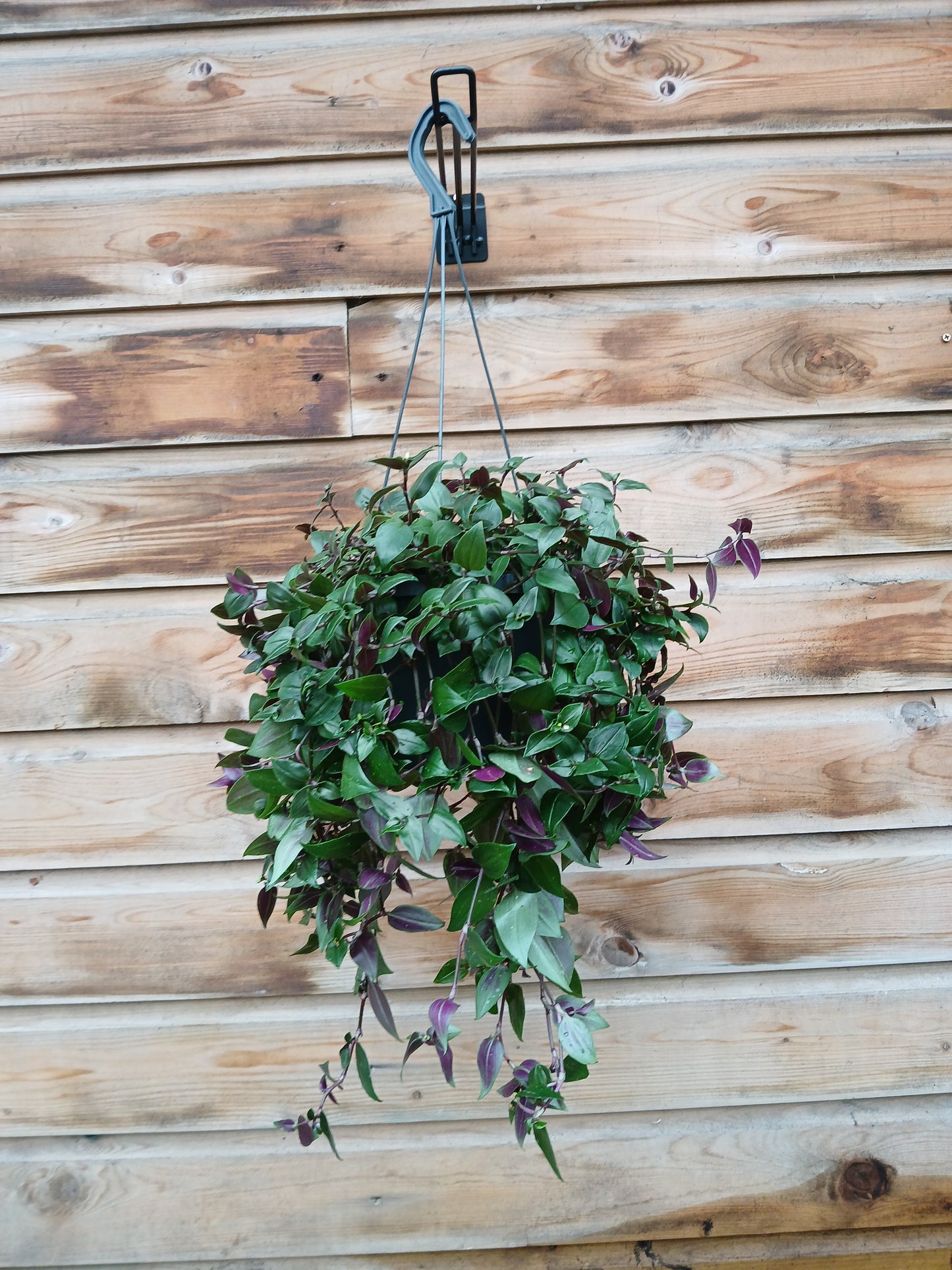 Tradescantia 'Green Hill' / P18, hanging pot-Easy Garden Centre