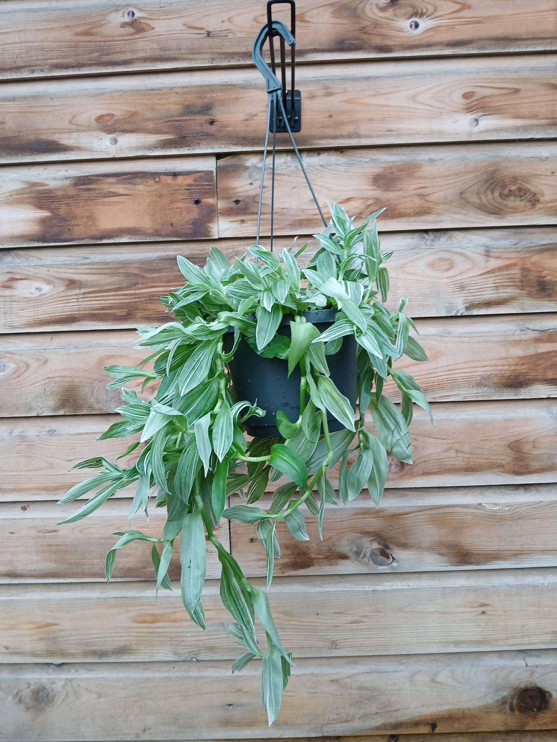 Tradescantia alb. 'Albovittata' / P18, hanging pot-Easy Garden Centre