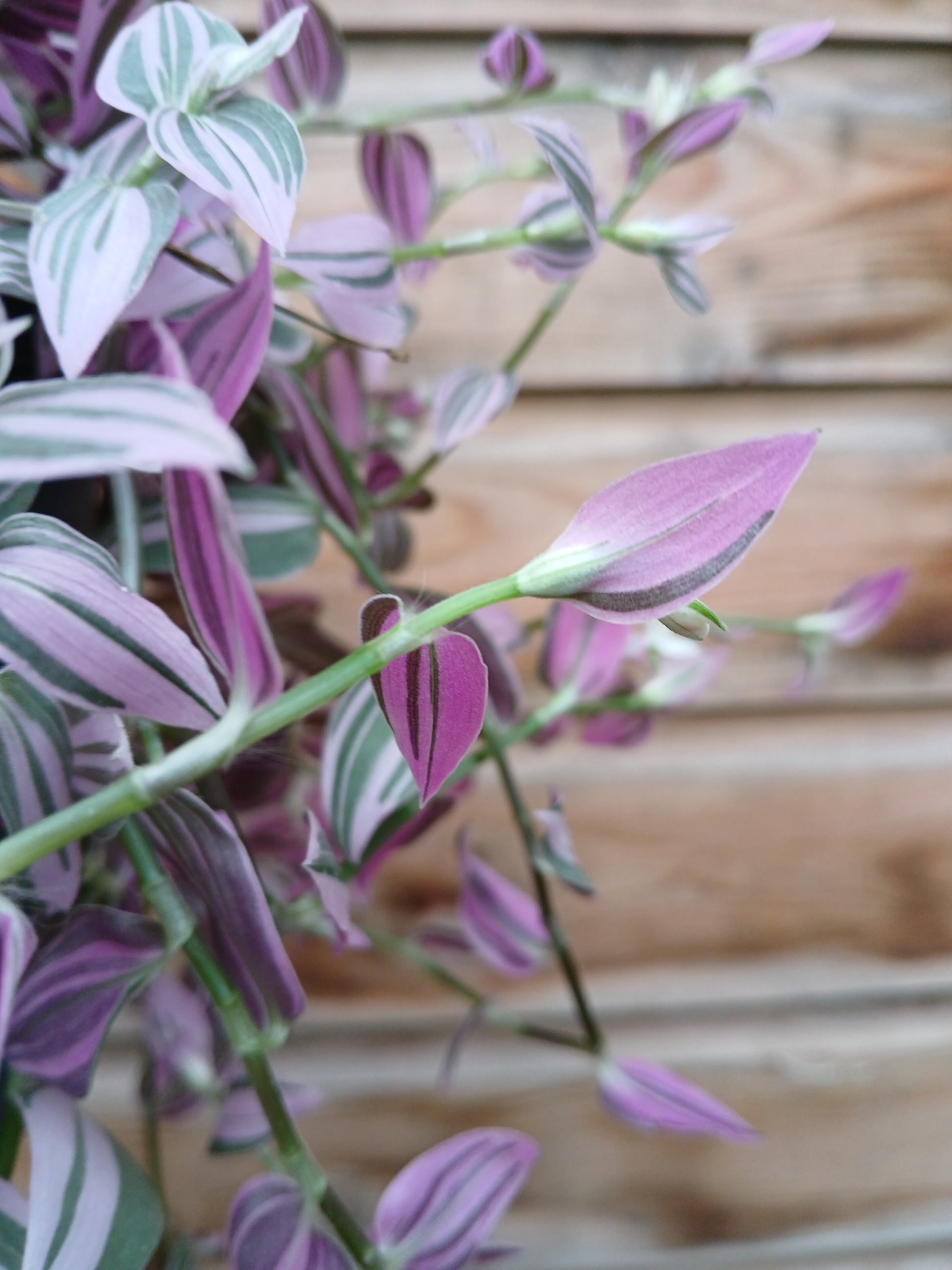 Tradescantia flum. 'Pink Hill' / P17 - hangpot-Easy Garden Centre