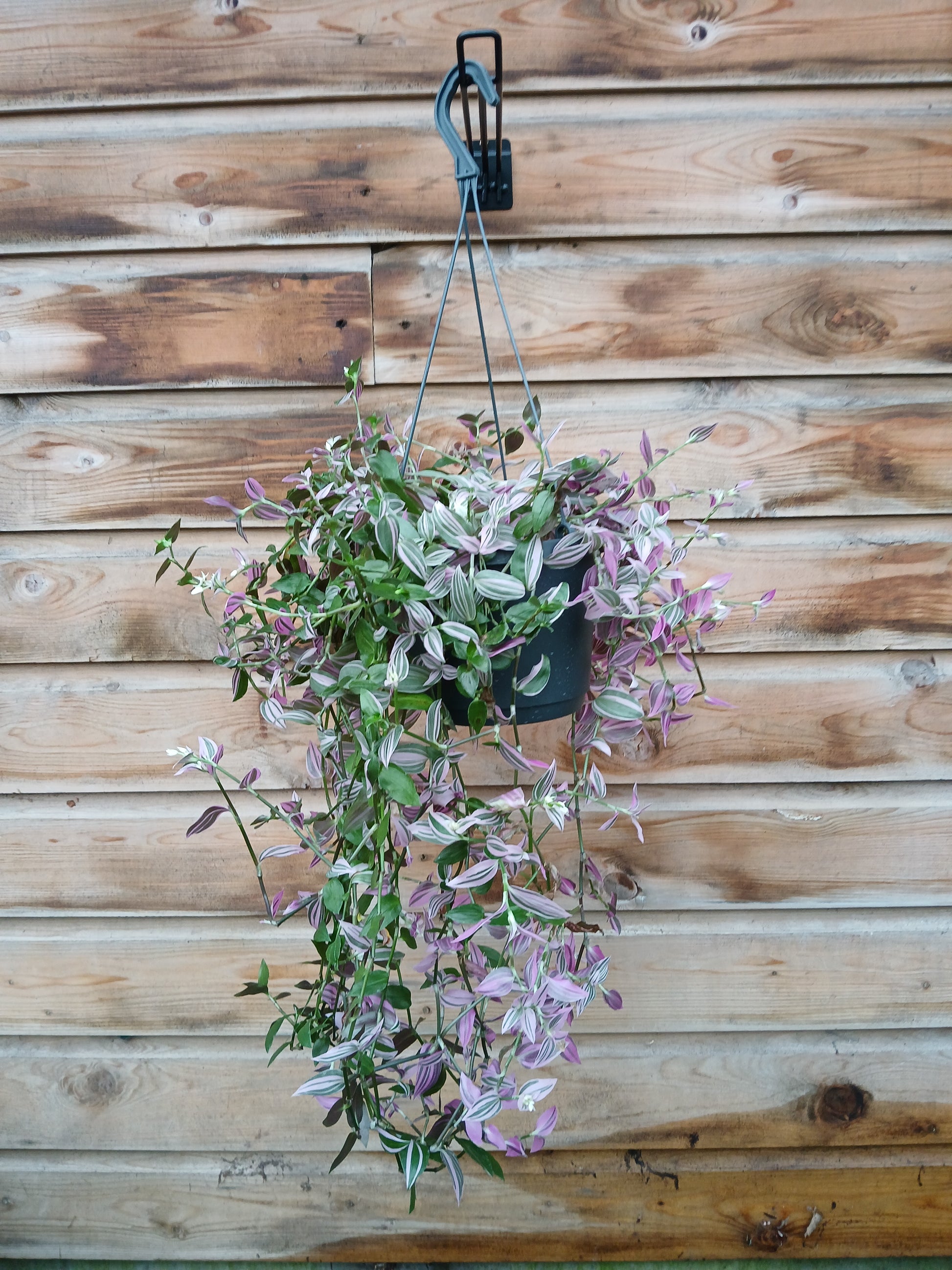 Tradescantia flum. 'Pink Hill' / P17 - hangpot-Easy Garden Centre