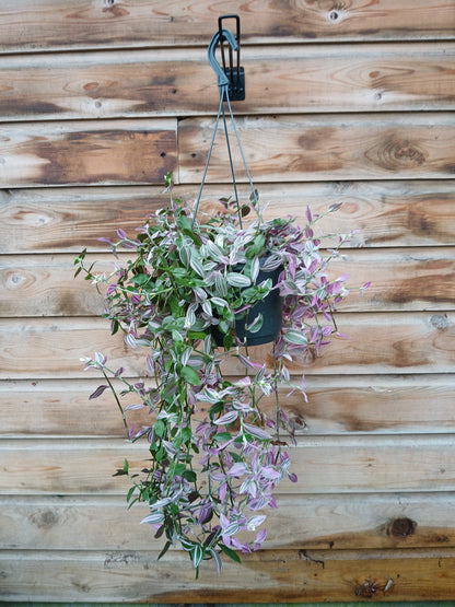 Tradescantia flum. 'Pink Hill' / P17 - hangpot-Easy Garden Centre